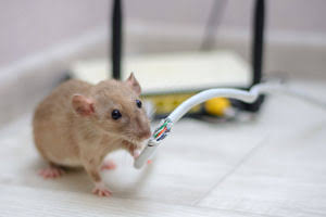 Inglewood Pest Control: Why a Mouse Infestation Must Be Handled with Extreme Caution
